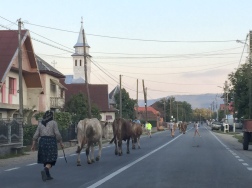 Herding Cattle in Romania